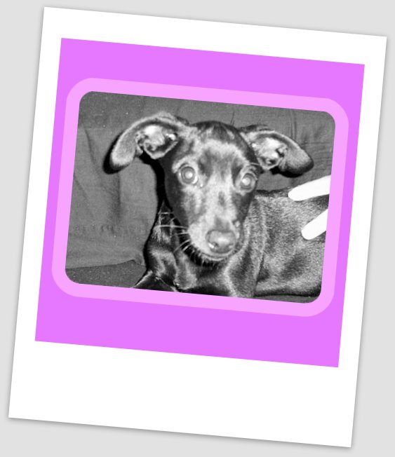 bella (Dackel, Jack Russell Terrier) Dackel Jack Russell Terrier 